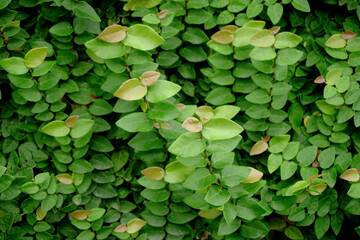 Green plant outdoor garden, leaf tree summer background