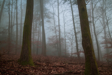 cold morning fog in a german beech forest in the winter months
