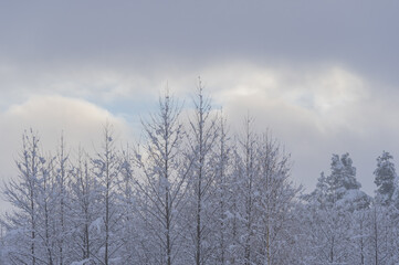 Soft focus image of fresh snow on top of the trees on misty winter evening