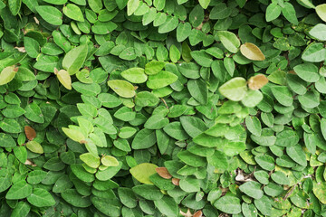 green leaves background