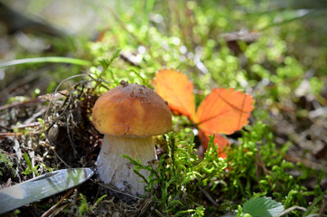 picking up mushrooms young boletus and a knife next to nature background