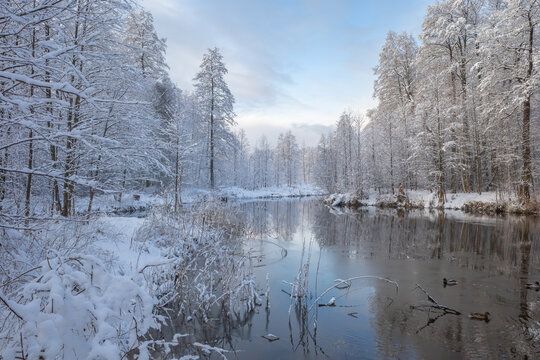 Landscape with river running through winter forest. Blue sky reflecting in the river and circular ripples on the water from melting snow drops. Mallard ducks swimming in the water