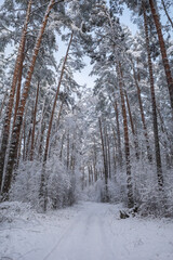 Top of the trees in the forest covered with fresh snow lent over the snowy road on sunny winter day
