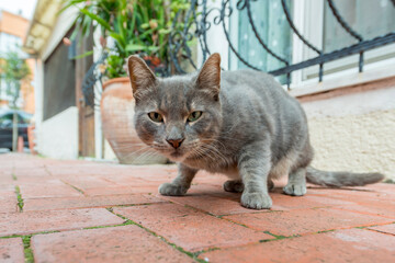 Gray stray cat on clay brick floor in a street in Istanbul in Turkey