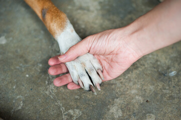 human hand touching dog leg on gray 