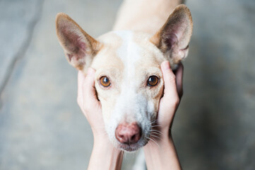 portrait of a white dog with owner hand
