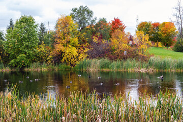 Fototapeta premium Autumn in park with pond, trees with colored leaves and wild flowers. nature in fall.