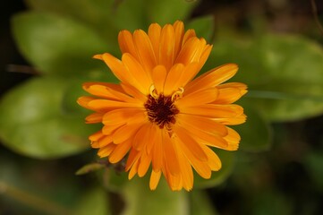 Closeup on orange calendula flower .