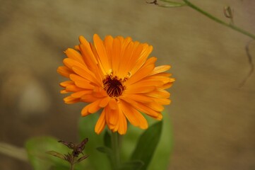 3/4 shot closeup on orange calendula flower.