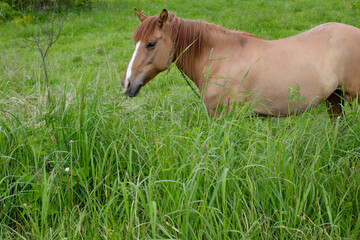 Brown horse grazing in a meadow. Horse in the grass