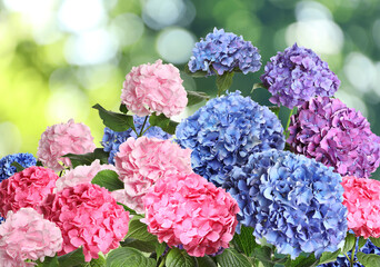 Many different beautiful hortensia flowers outdoors. Bokeh effect