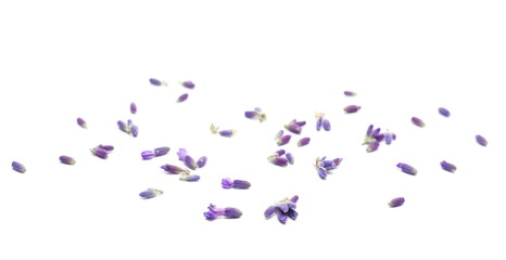 Fresh lavender, scattered purple flower isolated on white background