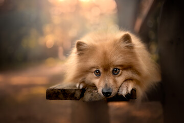 German spitz dog sunset bokeh