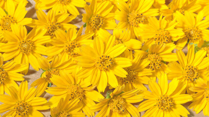 Fototapeta premium yellow flower picture for background