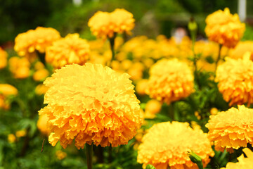yellow flowers in the garden, close shot