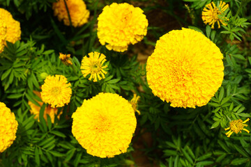 top view of yellow flowers in the garden