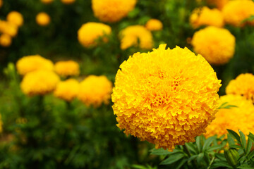 close of yellow flowers in the garden