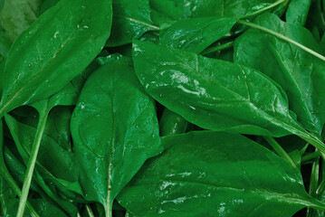 Fototapeta premium Fresh spinach leaves as background.