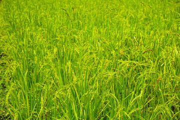 green paddy field background, widescreen shot
