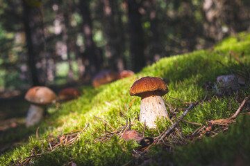 brown cap porcini mushrooms in forest