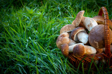 Fototapeta premium half a basket with porcini mushrooms in grass