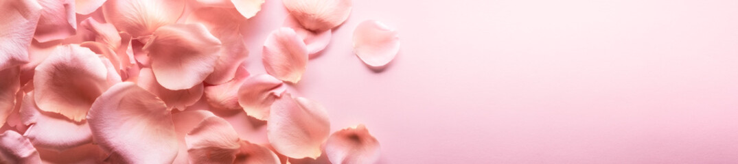 Close up of tenderness pink rose petals.