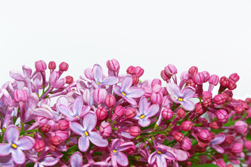 spring flowers lilac. nature