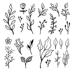 Doodle floral elements. Hand drawn vector branches and leaves. Vintage botanical illustrations.
