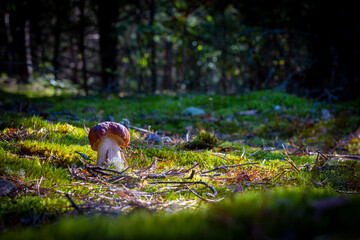 small porcini mushroom grow in sunny wood