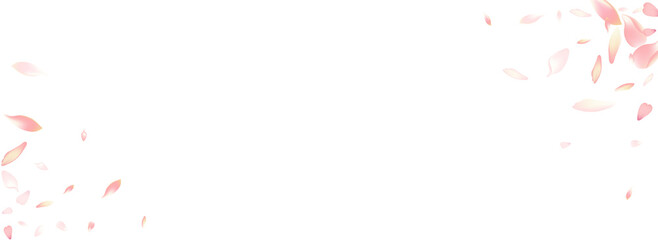 White Cherry Petal Vector Panoramic Background.