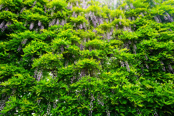 Blooming wisteria and green bush background in Japan