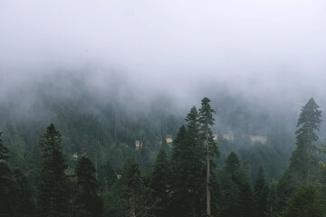 View of the forest from the mountain. Fog. Pine tree forest on sunset. The Caucasus Mountains. Sochi district, Russia. Fantastic view of the tops of mountain ridge above the clouds