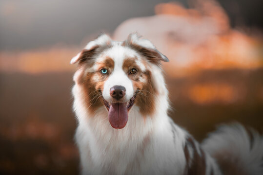 aussie