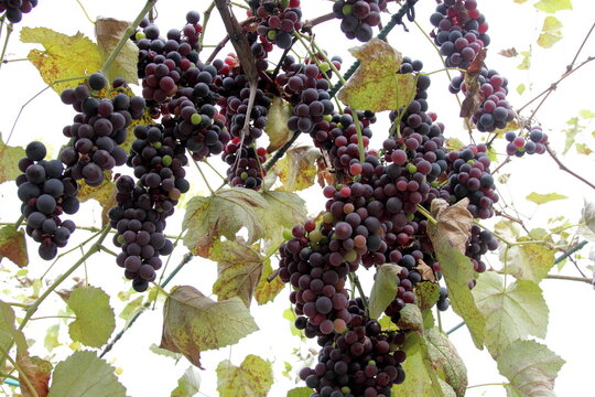red grapes in late autumn 