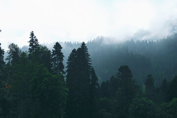 Pine forest at sunset. Fantastic view of the peaks of the mountain range above the clouds. Mountain landscape with rocks and creeping fog. High peaks in clouds, cold weather. Mountain tourism