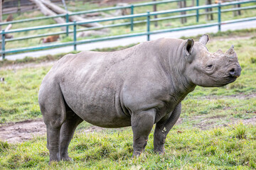 Naklejka premium rhino in the grass