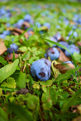 plum on the grass. the plum is lying on the green grass. autumn harvest on green grass. fallen plum.