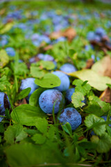 plum on the grass. the plum is lying on the green grass. autumn harvest on green grass. fallen plum.