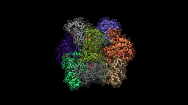 Crystal structure of human glutamine synthetase in complex with ADP (red) and methionine sulfoximine phosphate. Animated 3D cartoon and Gaussian surface models, PDB 2qc8, black background