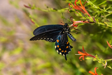 Pipevine Swallowtail (Battus philenor) Feeding on Desert Honeysuckle Blooms