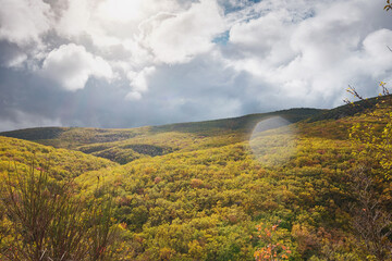 Obraz premium landscape autumn season in rainy day Travel and yellow leaves. Transportation. Empty highway in foggy woodland. Fall Road Trip
