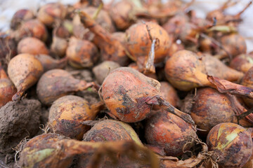 bulbs, a bunch of bulbs, bulbs on a white bag. onion. unpeeled onion. onions on a white bag. onion on a white bag with a light stripe. onion harvest on a white cotton bag with light stripes.