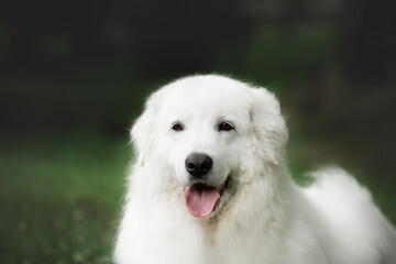 Beautiful maremma sheepdog. Big white fluffy dog breed maremmano abruzzese shepherd lying in the grass