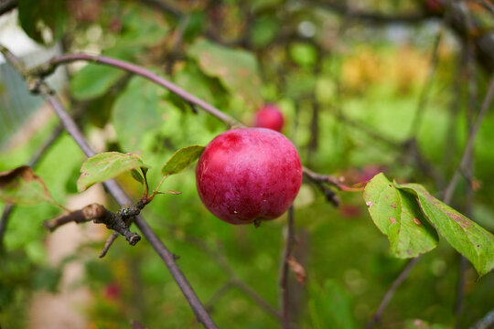 red apple. autumn red apple on the branch. autumn burgundy apple on the branch. autumn burgundy apple on a branch against a background of green leaves