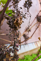 dry grapes. dried grapes. abandoned vineyard. autumn grape. sick plant. sick grape. sick grapes. sick branch grapes. a sick bunch of grapes. sunburn of fruits. Shrinking of berries. fungal infections.