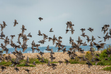 flock of starlings flying across a beach with yachts in the background