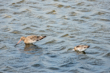 black tailed godwits foraging for food in the water