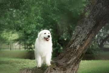 Beautiful maremma sheepdog. Big white fluffy dog breed maremmano abruzzese shepherd standing on the tree in summer - obrazy, fototapety, plakaty