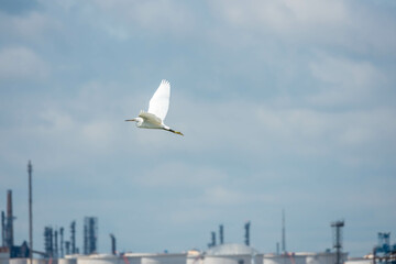 Egret in flight with Fawley Power Station Hampshire England in the background