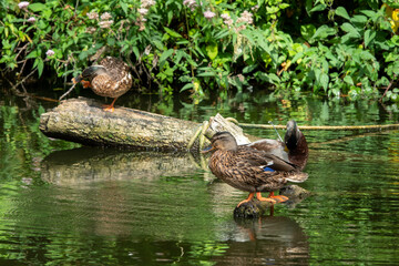 mallard ducks resting on logs in the river